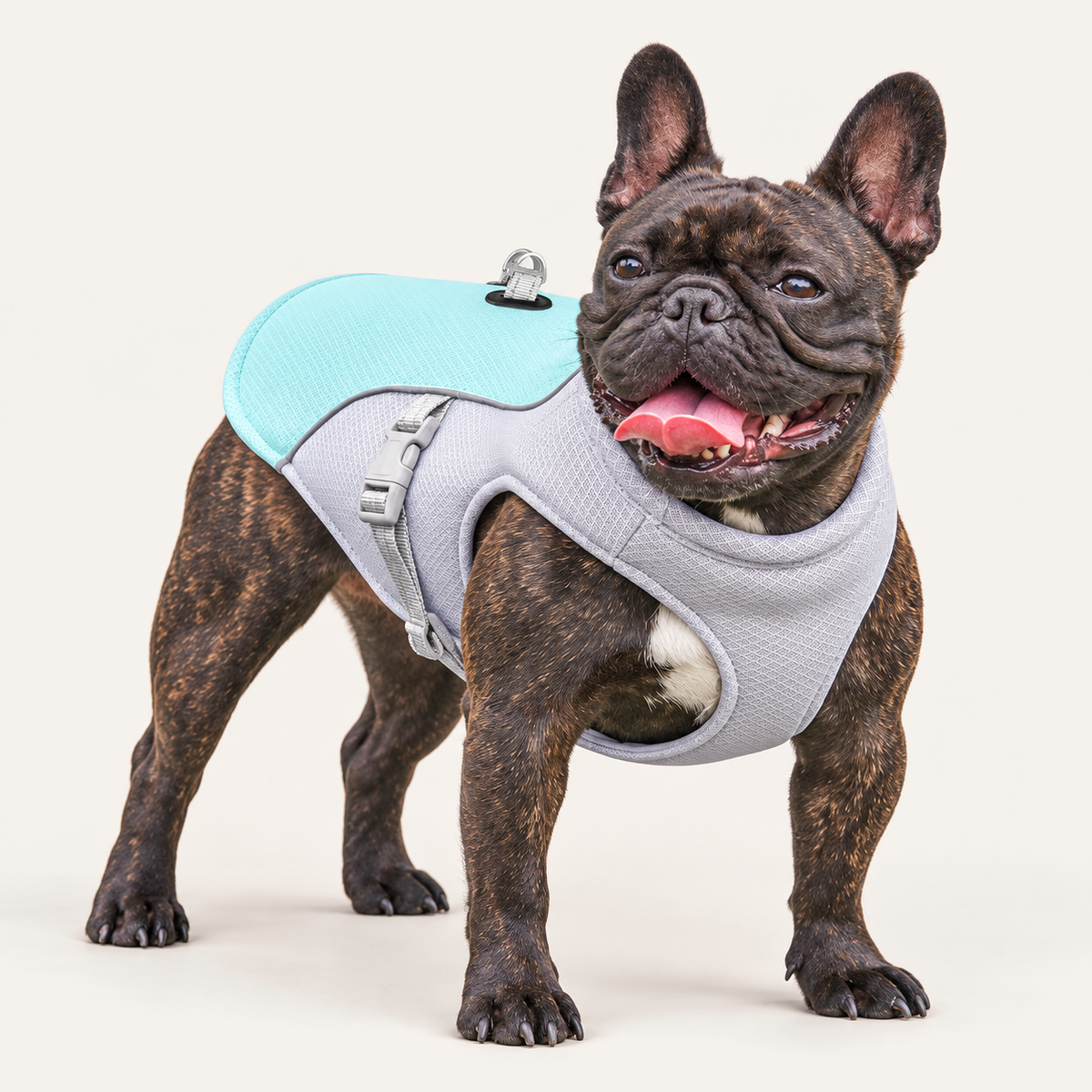 Brindle French bulldog wearing the blue and grey cooling vest