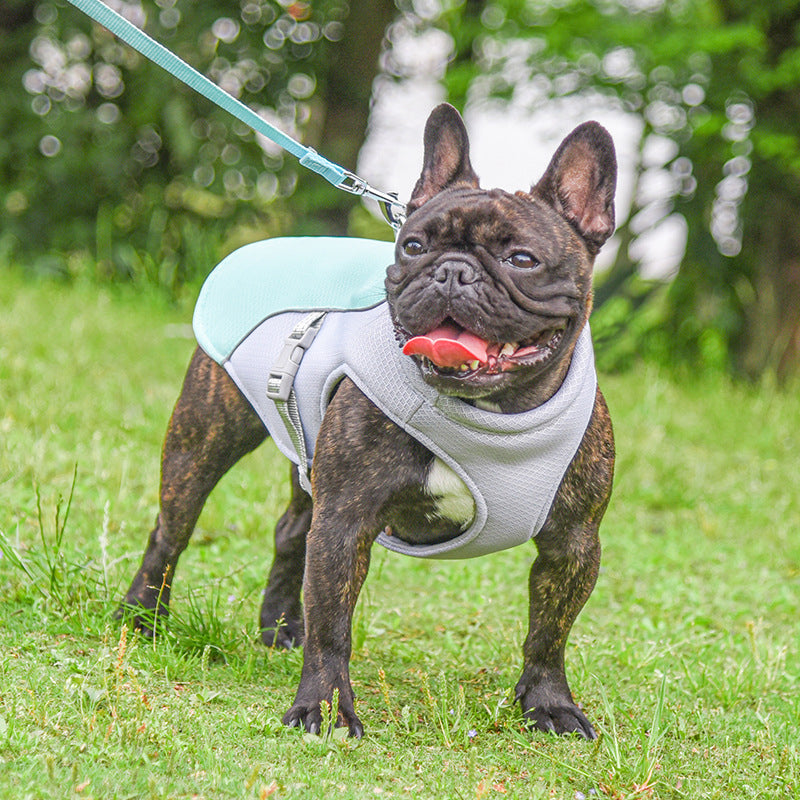 Dog Cooling Vest with Lead Clip – on a French Bulldog