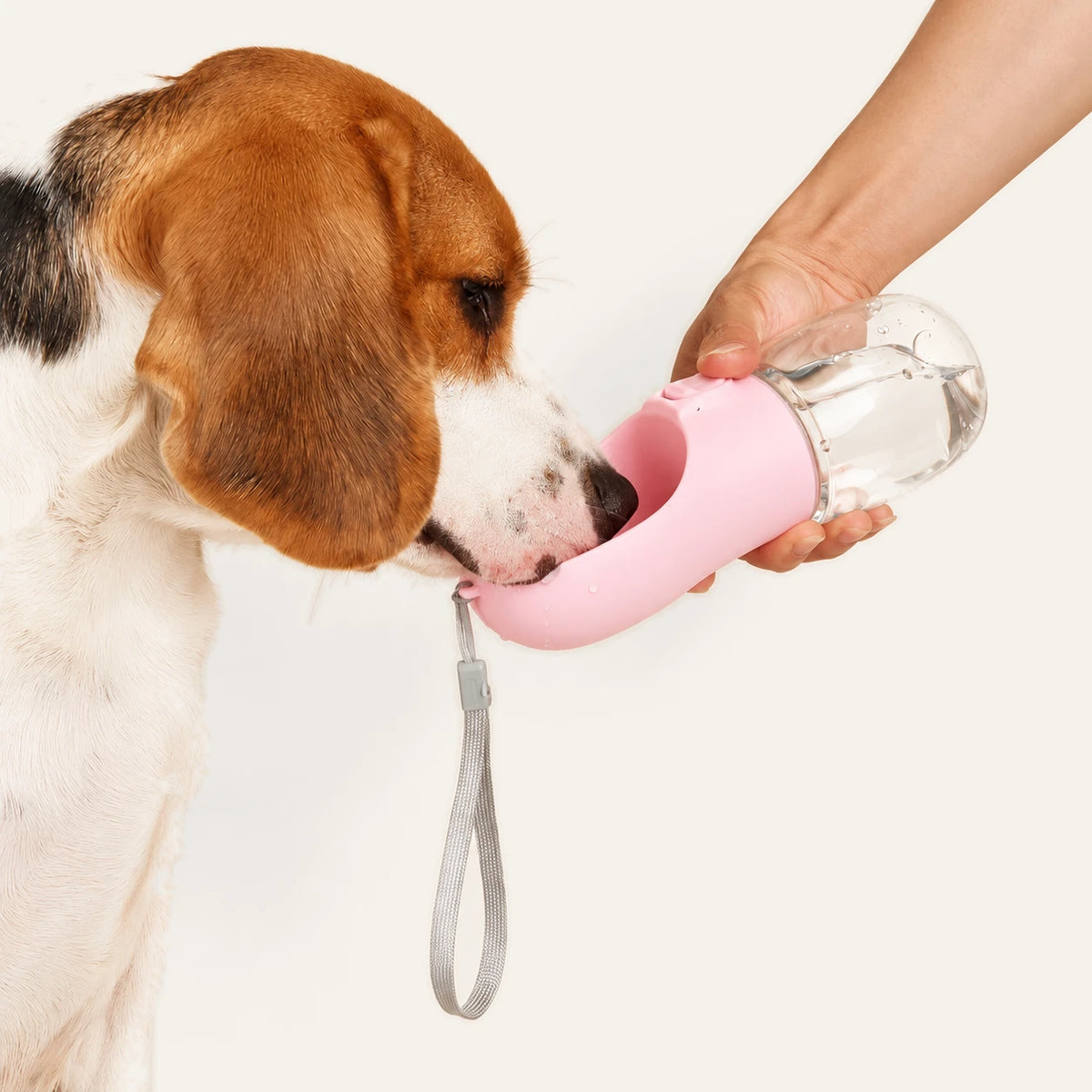 Beagle drinking from the pink portable dog water bottle