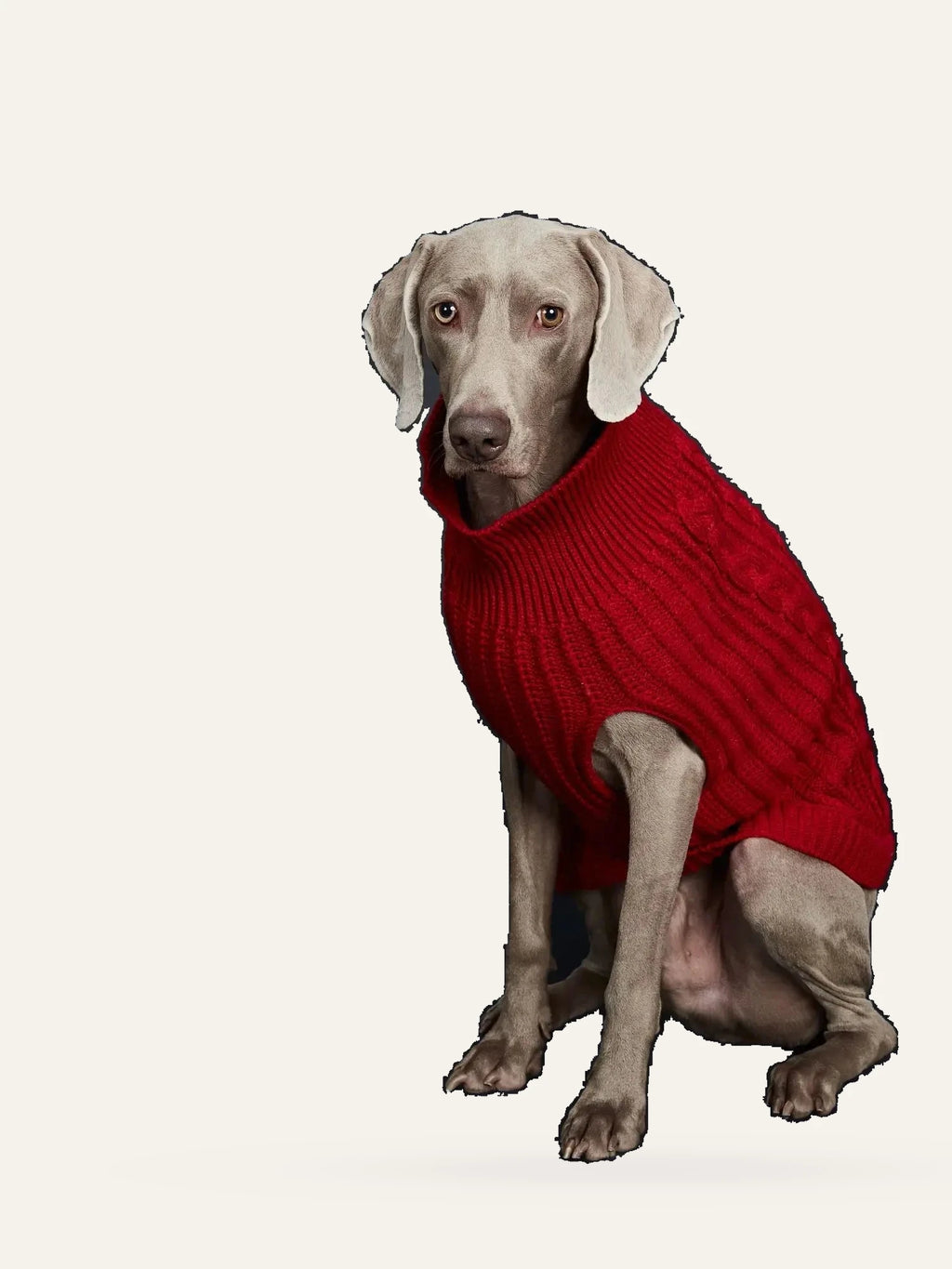 Cosy Cable Knit Dog Sweater
