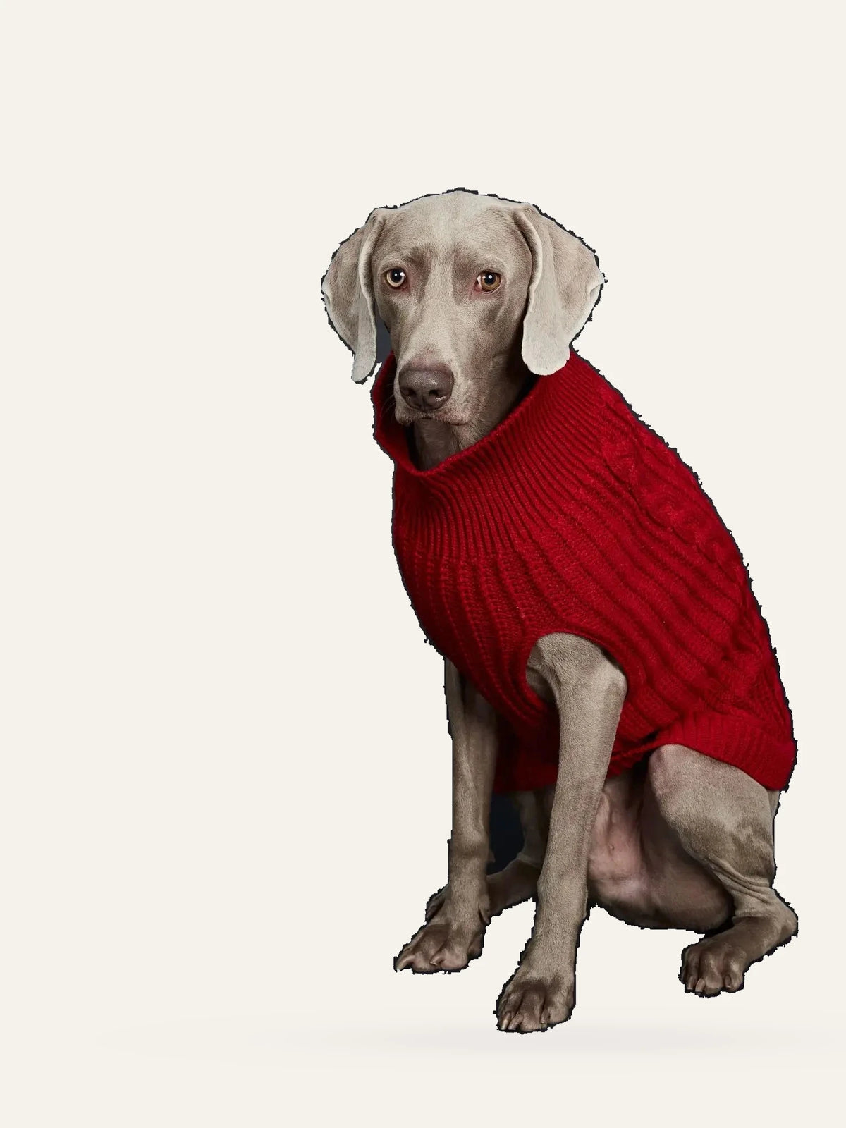 Cosy Cable Knit Dog Sweater