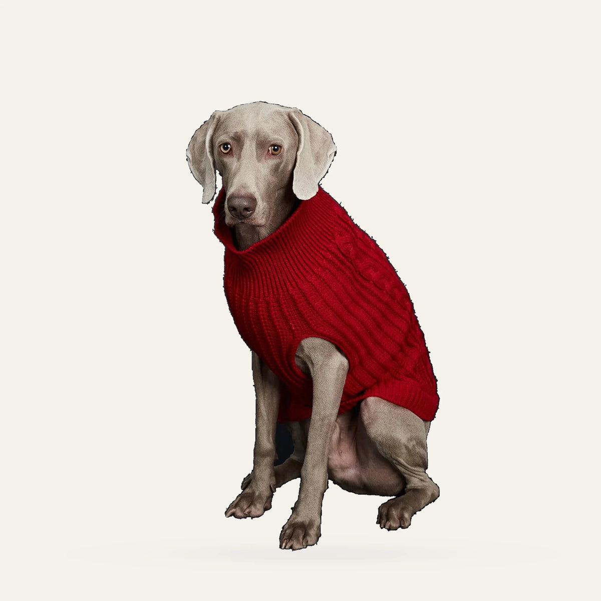 Cosy Cable Knit Dog Sweater