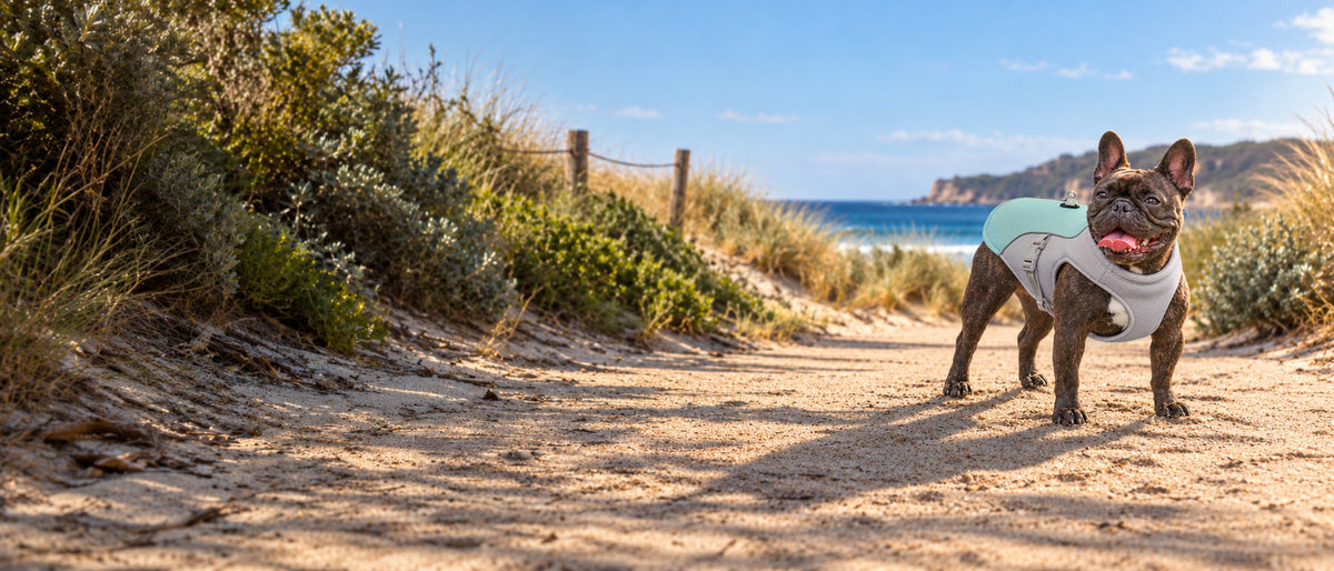 A brindle French bulldog wearing a turquoise and grey cooling vest with a lead clip stands on a sunlit Australian coastal path beside dune grass and the sea.