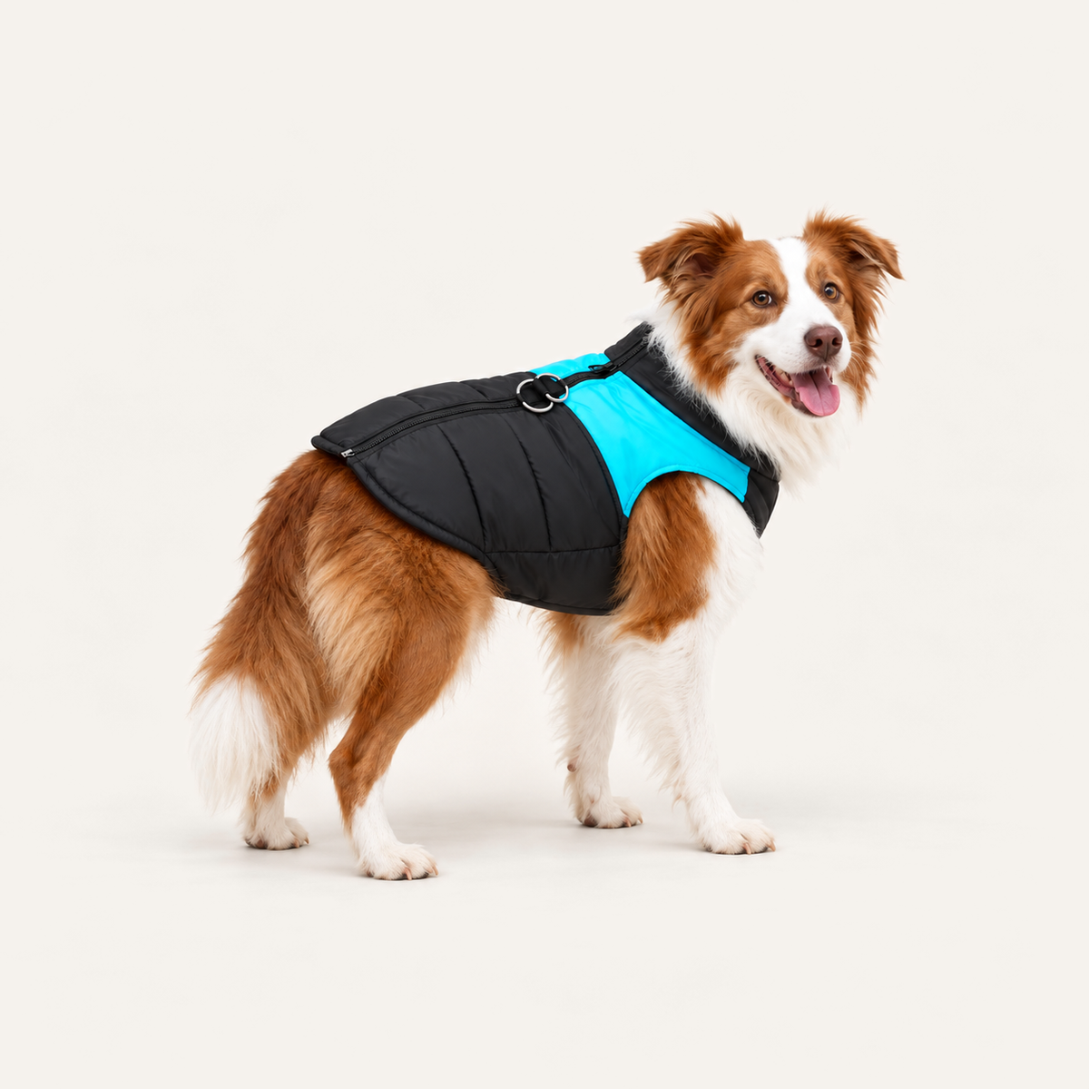Water-Resistant Padded Dog Vest worn by a dog on a warm neutral studio background